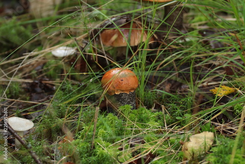 An aspen bolete mushroom in a summer forest.