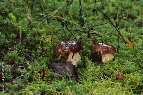 Two white porcini mushrooms in green moss after the rain.