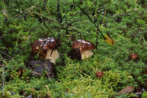 Two white porcini mushrooms in green moss after the rain.