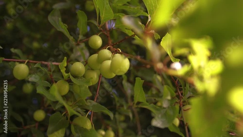 Ripe yellow damson plum fruit growing on tree