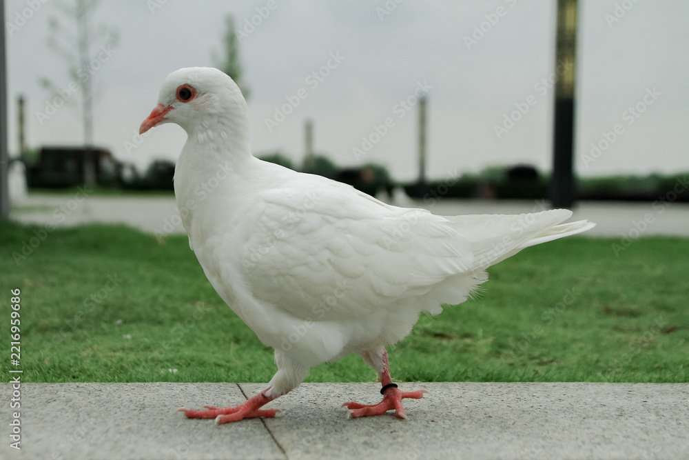Obraz premium White Pigeon Standing On Stone Pavement Outdoors