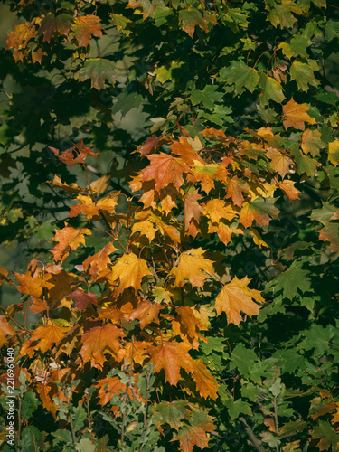 Dense canopy of maple tree with bright orange and yellow foliage in october park. Vertical nature background for seasonal banner, autumn tourism and phone screen saver