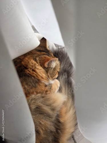 Tricolor cat relaxed