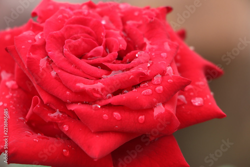 Close-Up of a Red Rose Covered in Raindrops After Rain