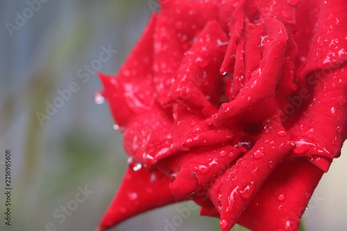 Close-Up of Red Rose Flower with Water Drops After Rain