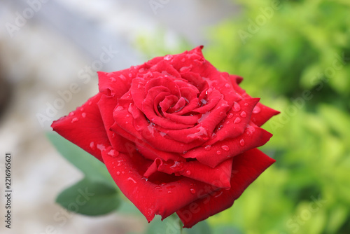 Close-Up of a Red Rose with Water Drops After Rain in a Garden
