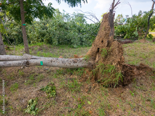 Uprooted tree lying on ground with exposed root ball after strong storm