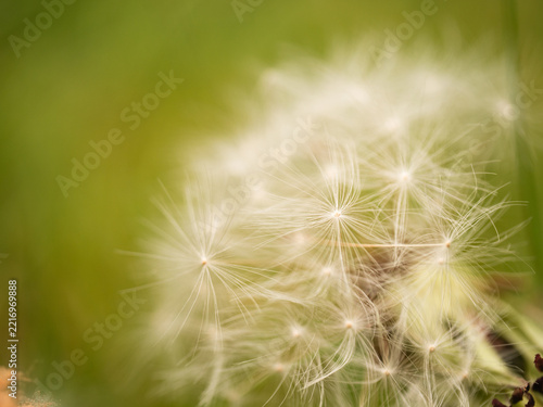 Fluffy dandelion seeds green bokeh background