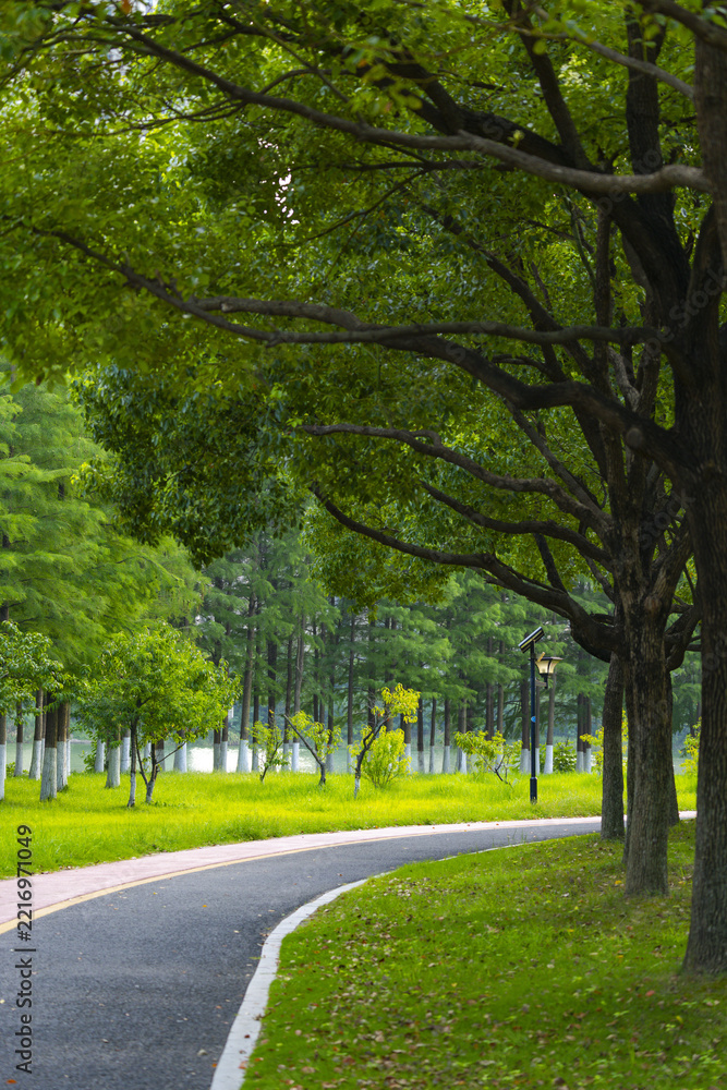 Fototapeta premium Curved Path Through a Lush Green Park with Tall Trees
