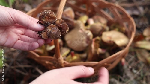 A woman's hand holds a freshly picked porcini mushroom against the background of a blurred basket with forest mushrooms. The concept of mushroom picking, autumn harvest, environmentally friendly food