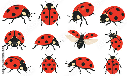 Ladybug Vector Collection