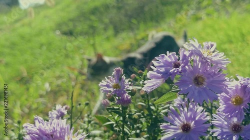 Light Purple Asters with a Cat in Background
