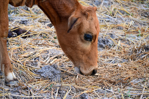 Close-Up of Brown Cow Grazing in Rural Pasture Stock Photograph
