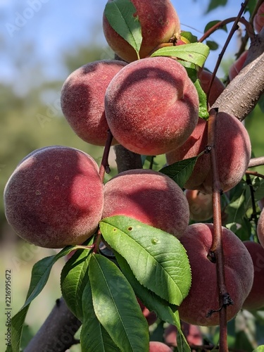 Ripe organic peaches hanging on a tree branch in the summer orchard