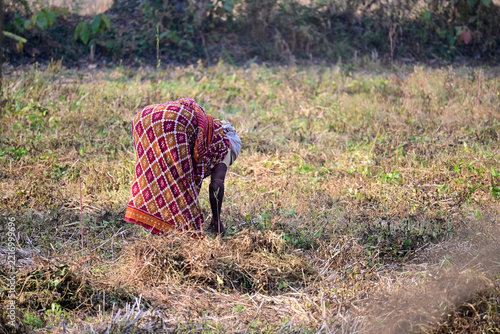 Rural Woman Working and Harvesting in an Agricultural Field Stock Photograph   