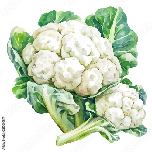 Cauliflower, watercolor illustration isolated on white background