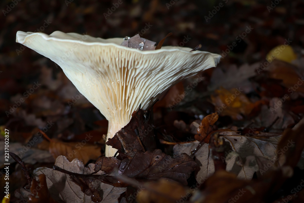 Fototapeta premium White mushroom in german forest
