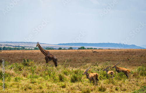 Giraffe and topi antelopes grazing in the African savanna of Maasai Mara, Kenya