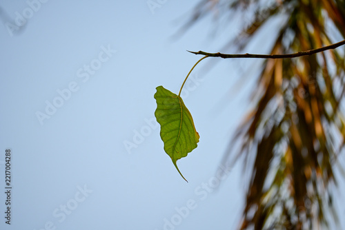 Minimalist Single Green Leaf Hanging on Branch Stock Photograph