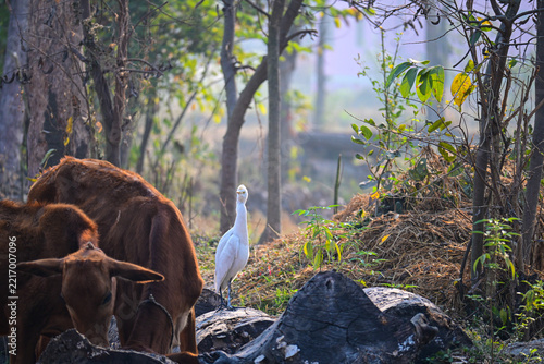 White Egret Near Brown Cow in Rural Pasture Stock Photograph