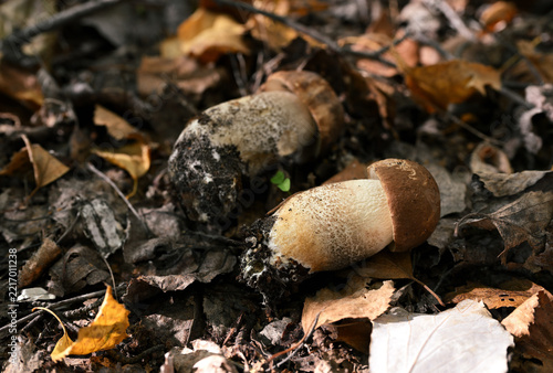 Leccinum scabrum Brown Birch Bolete Mushrooms on Autumn Forest Floor