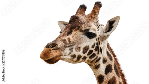 Photography Giraffe head with distinctive brown spots, isolated on transparent background