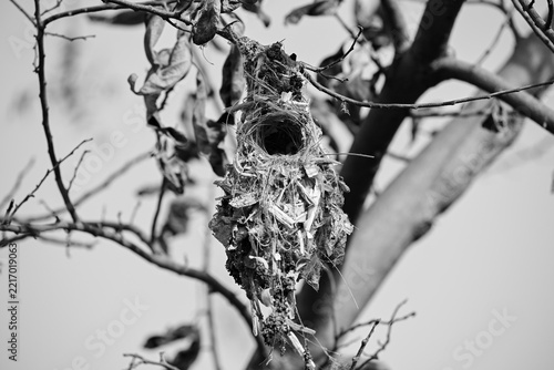 Monochrome Hanging Bird's Nest on Tree Branch Stock Photograph