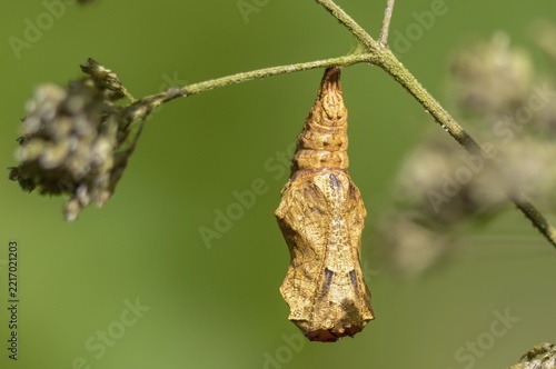 Cynthia Cardui, Painted Lady, Vanessa Cardui, Butterfly, Insects, Pupa, Pupa, Butterflies, Butterflies, Butterflies