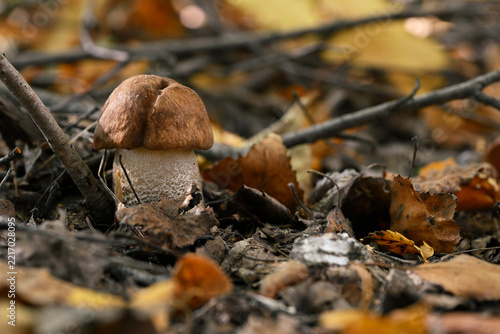 Leccinum scabrum Brown Birch Bolete Mushroom on Autumn Forest Floor