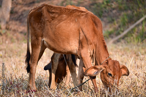 Two Brown Calves Grazing in a Rural Pasture Stock Photograph