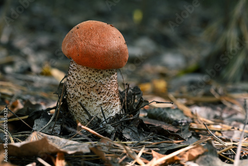 Leccinum versipelle Orange Birch Bolete Mushroom on Forest Floor