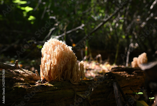 Hericium coralloides Coral Tooth Fungus Growing on a Decaying Forest Log