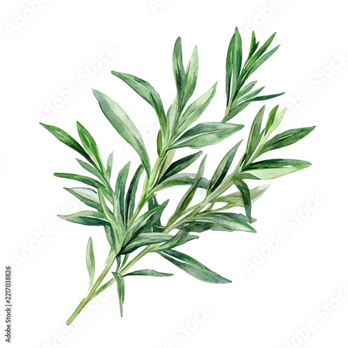 Watercolor drawing of Tarragon, on clean white background