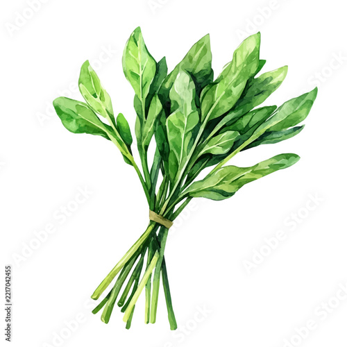 Watercolor illustration of Water Spinach Kangkong, isolated on white background