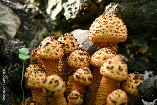 Pholiota squarrosa Shaggy Scalycap Mushroom Cluster on Decaying Wood