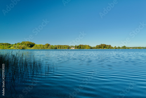 Tranquil blue lake landscape with reeds in foreground and distant green forest shore under clear blue sky