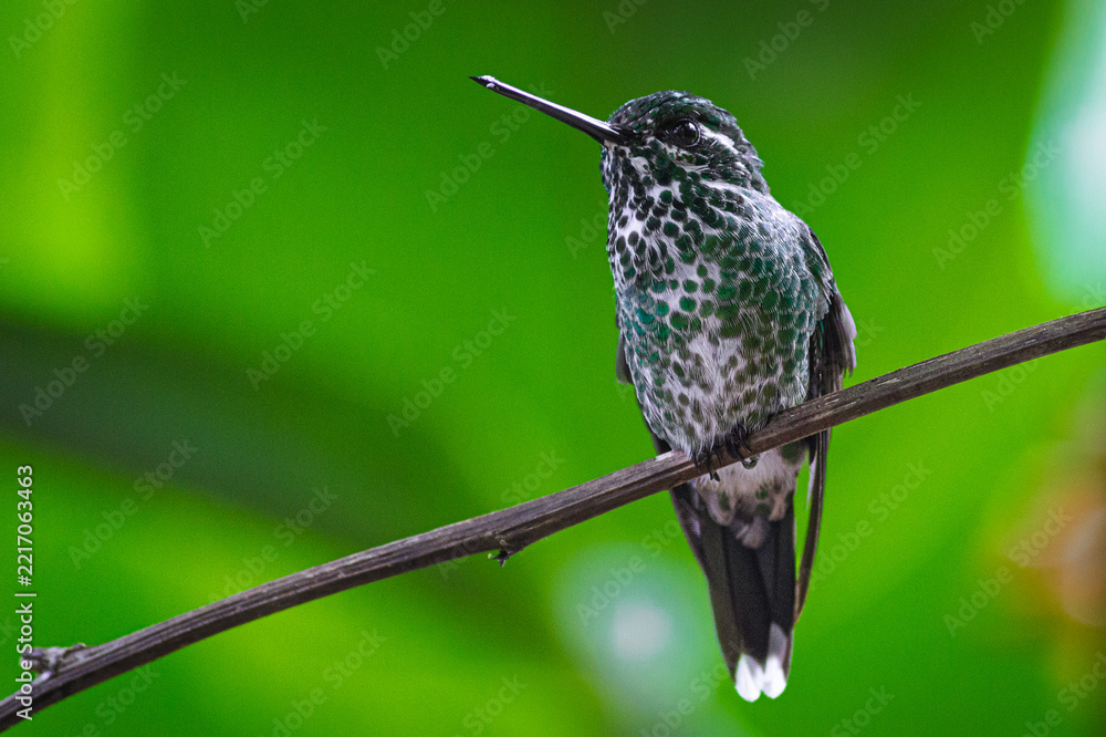 Fototapeta premium detailed picture of the female Purple-bibbed Whitetip hummingbird