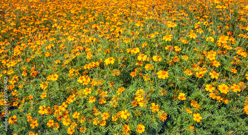 Orange budding and blooming French marigolds in a large Dutch field on a sunny day. These plants are often sown to control nematodes and other soil-dwelling insects.