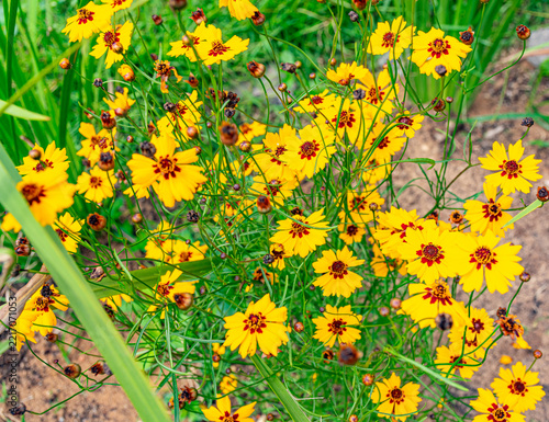 flor amarela silvestre