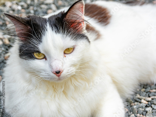 gato branco e preto deitado
