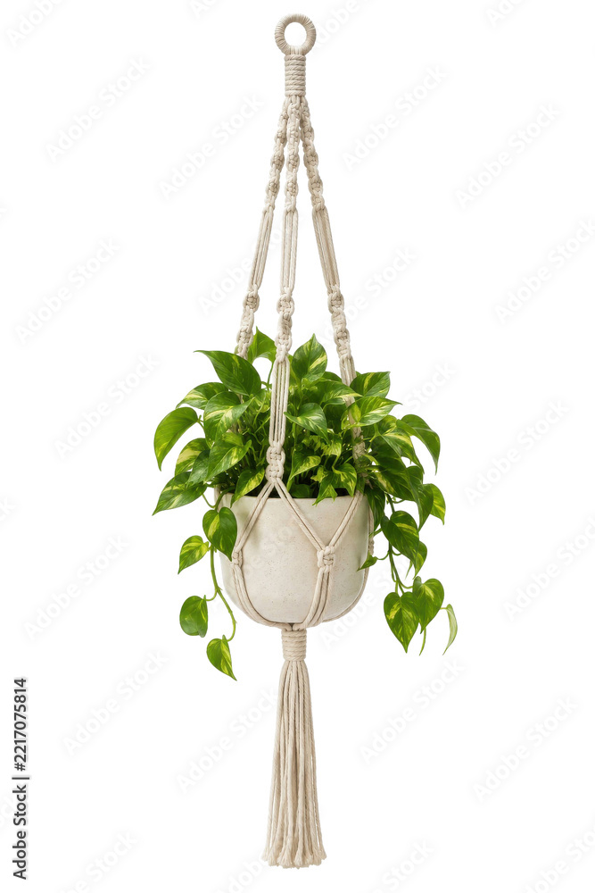Fototapeta premium Vibrant green pothos plant in a cream-colored pot, suspended by a decorative macrame hanger against a clean white background