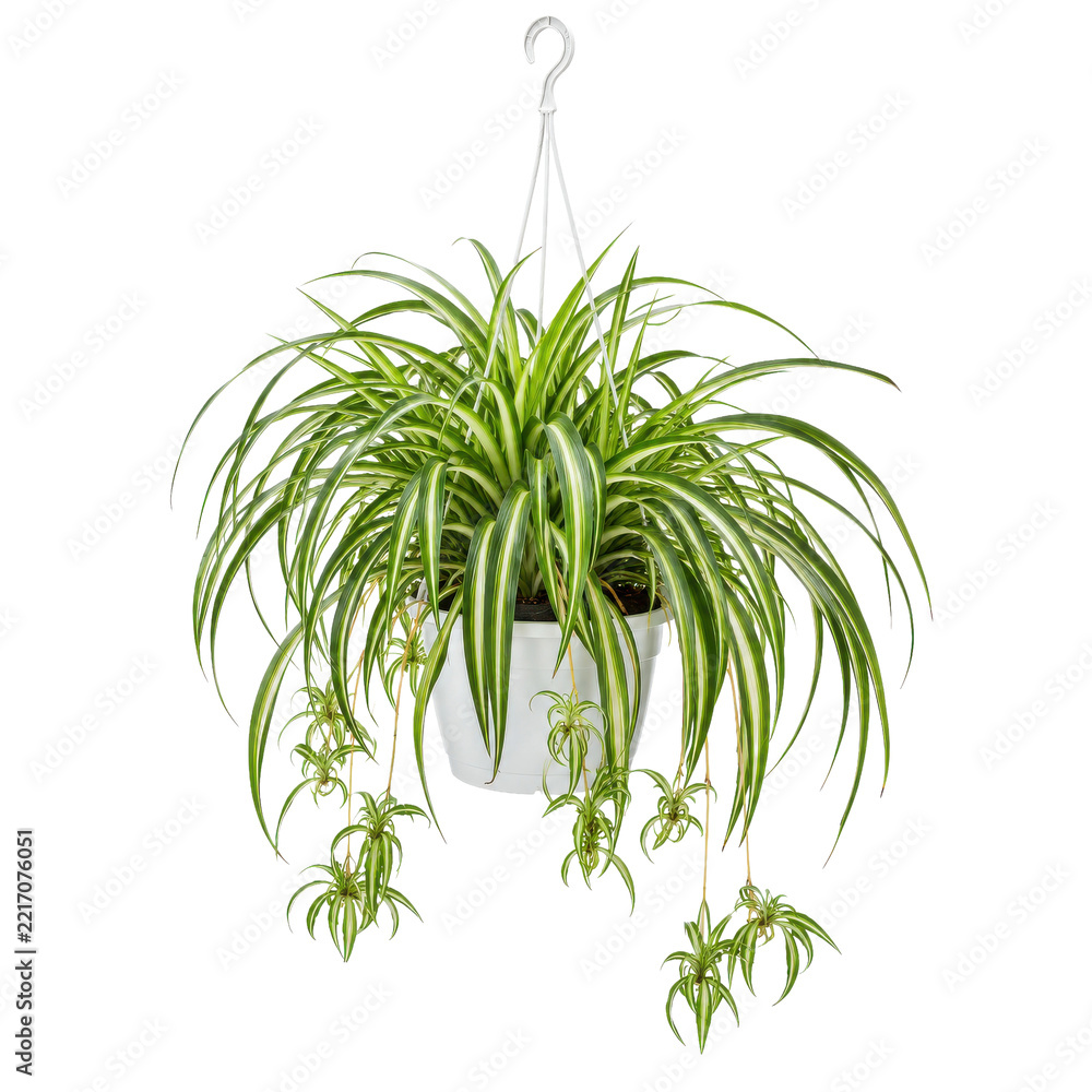 Obraz premium Vibrant green and white variegated spider plant, with numerous plantlets trailing, hangs in a white pot against a clean white background