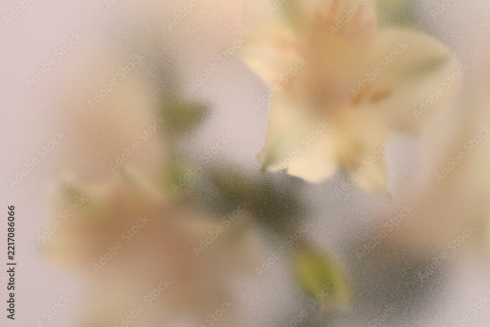 Fototapeta premium Smoke selected soft focus Alstroemerieae lily flower translucent matte frosted glass. Abstract natural neutral blurred grain light fog background.