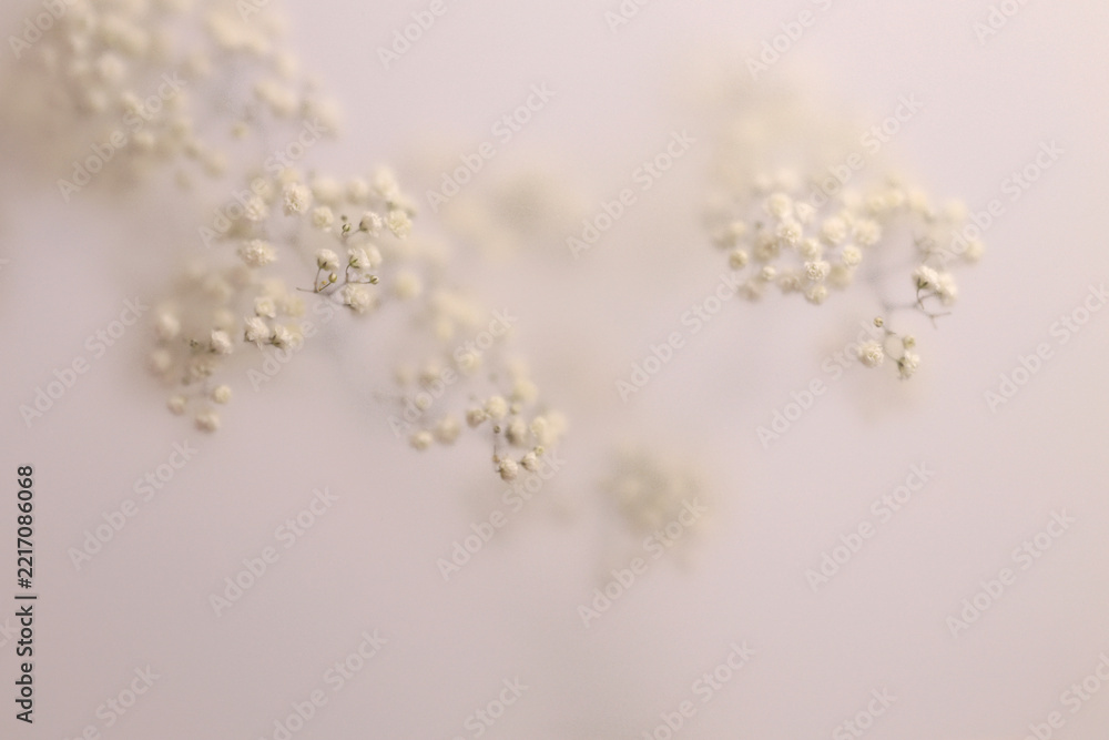 Fototapeta premium Smoke selected soft focus Gypsophila flower twig translucent matte frosted glass. Abstract natural blurred grain light fog background.