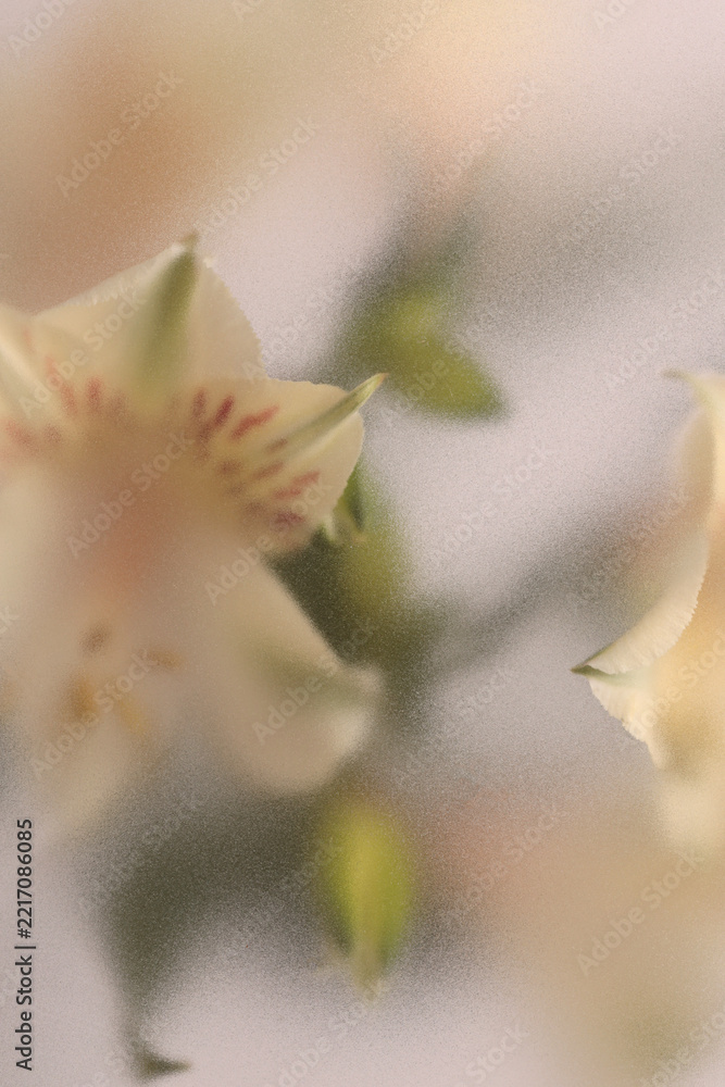 Fototapeta premium Smoke selected soft focus Alstroemerieae lily flower translucent matte frosted glass. Abstract natural neutral blurred grain light fog background.