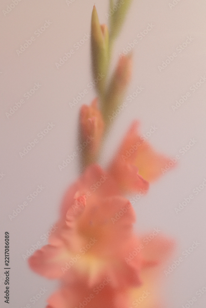 Fototapeta premium Smoke selected soft focus Gladiolus Flower translucent matte frosted glass. Abstract natural neutral blurred grain light fog background.
