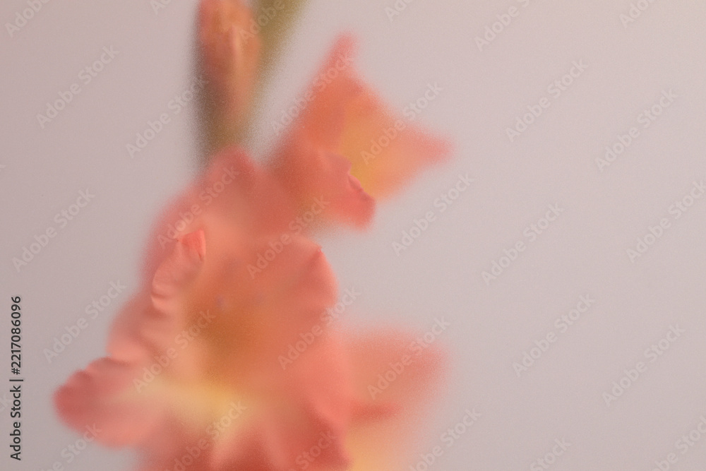 Naklejka premium Smoke selected soft focus Gladiolus Flower translucent matte frosted glass. Abstract natural neutral blurred grain light fog background.
