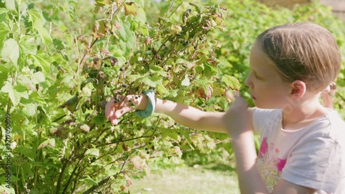 Young girl picks blackcurrants from green bush on sunny summer day outdoors. Focused child inspects currant plant branches closely while gathering small berries in rural garden backyard.
