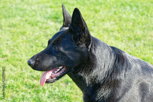 Young black German Shepherd on the background of a green lawn