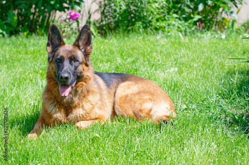 German shepherd on a green grass